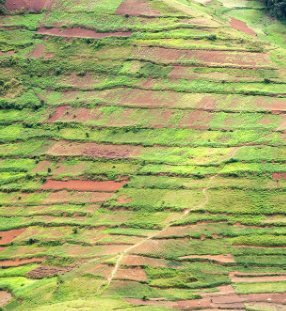 Vegetation Cover